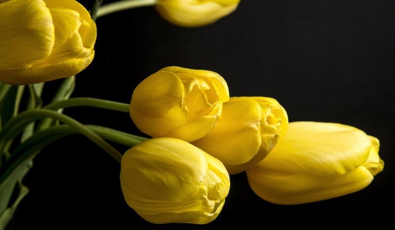 Yellow Tulips on Black — Dramatic, Photograph, Flowers, Stems