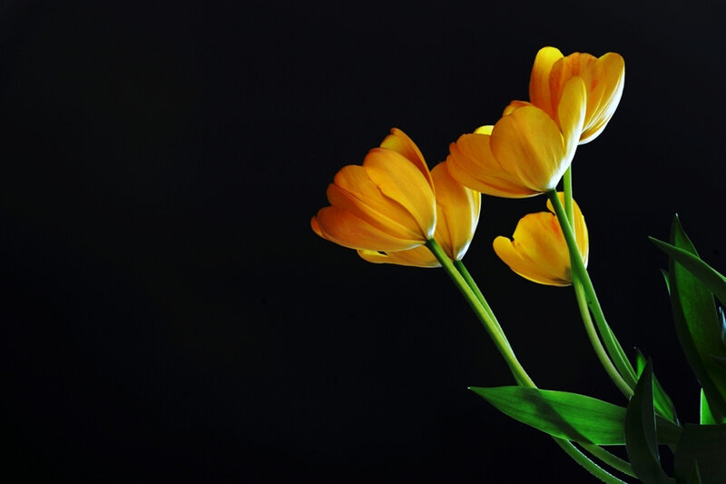Yellow Tulips on Black — Dramatic, Photograph, Flowers