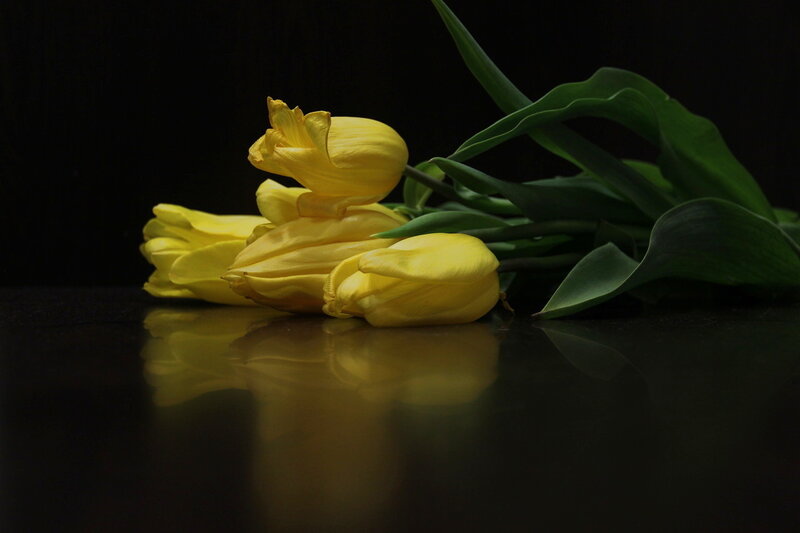 Yellow Tulips on Black — Dramatic, Photograph