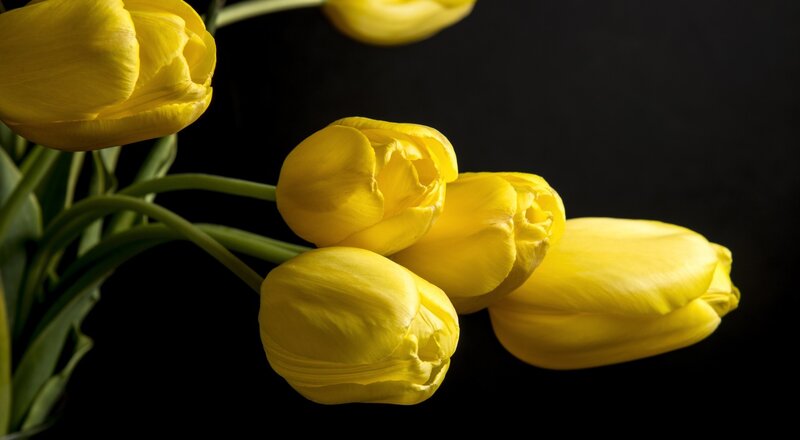 Yellow Tulips on Black — Dramatic