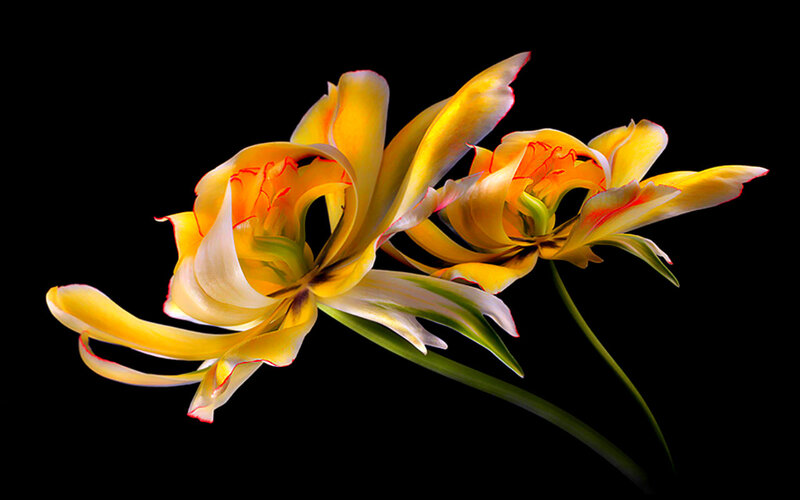 Yellow Tulips on Black