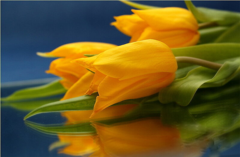 Yellow Tulips on Blue