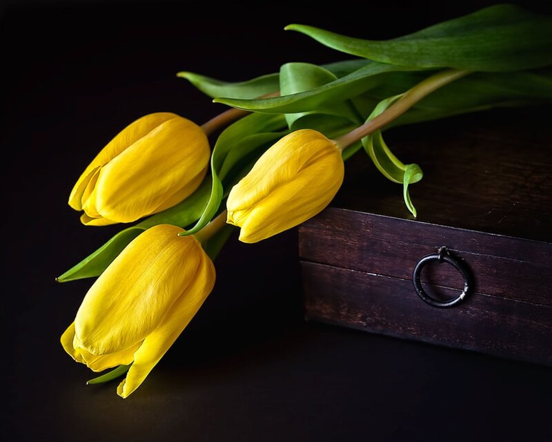 Yellow Tulips on Box — Dramatic