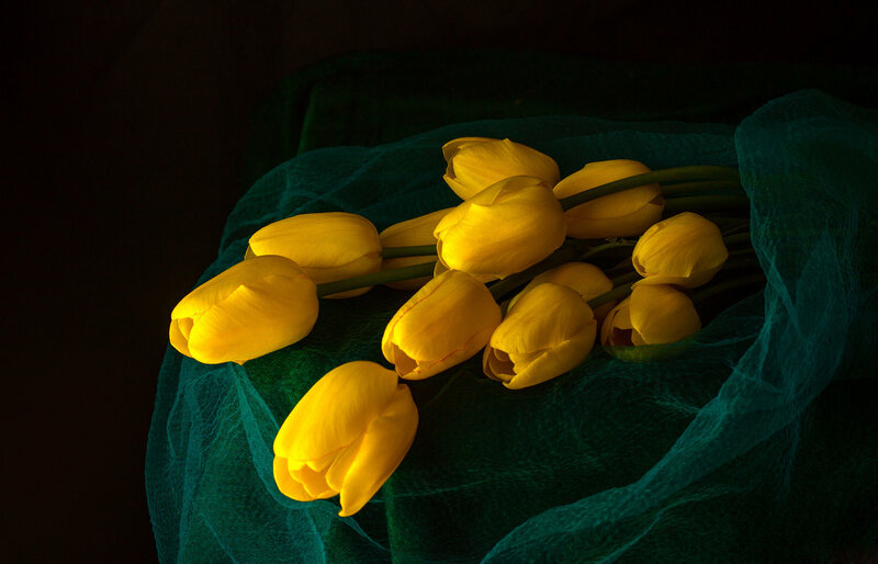 Yellow Tulips on Fabric