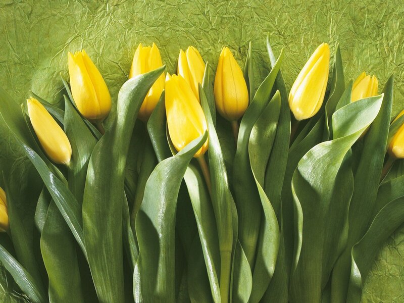Yellow tulips on green background
