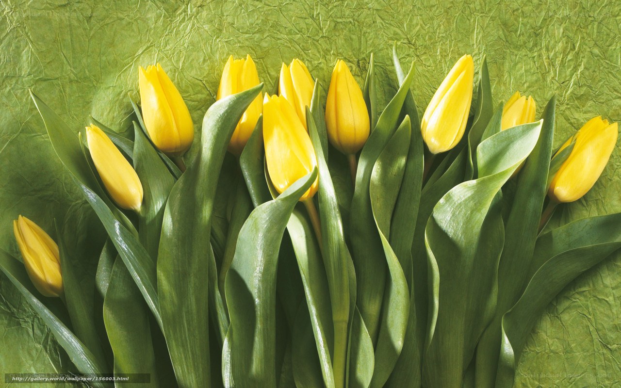 Yellow tulips on green background