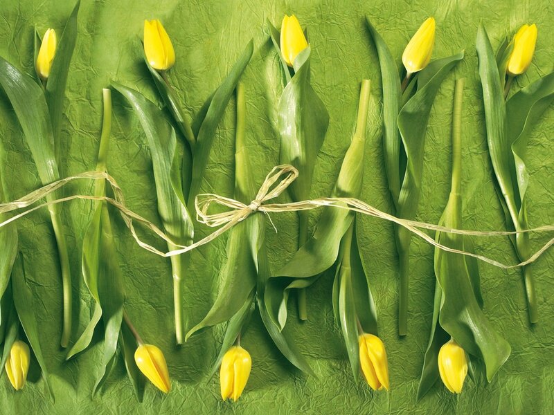 Yellow Tulips on Green — Calm