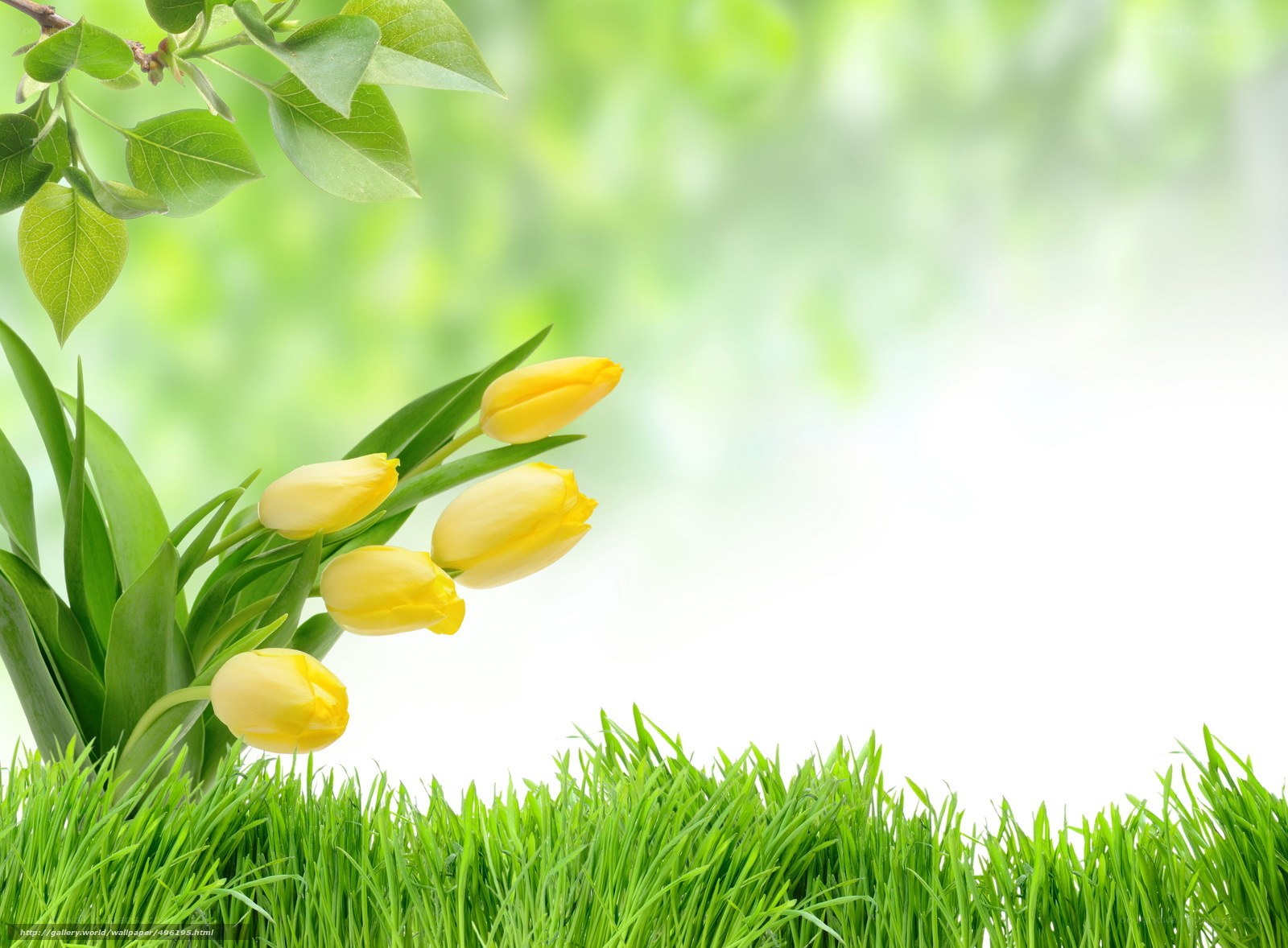 Yellow tulips on green grass