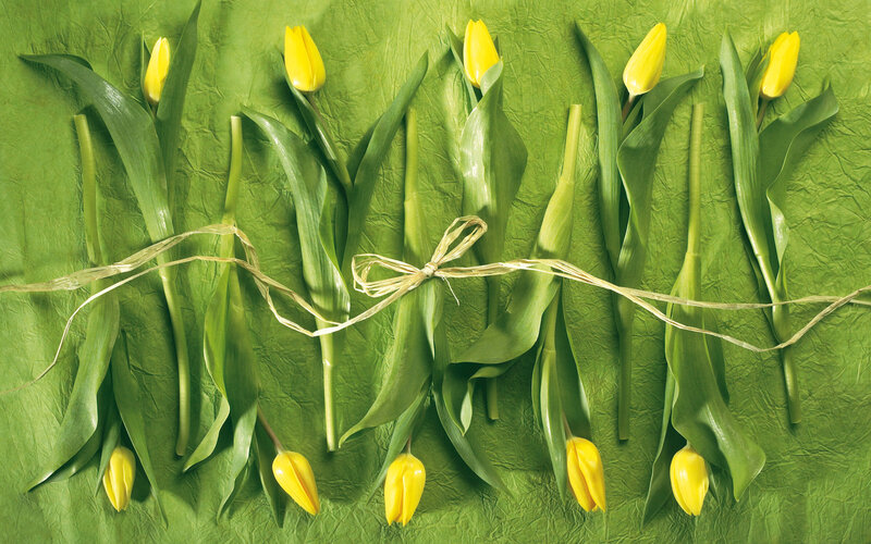 Yellow Tulips on Green Paper — Calm