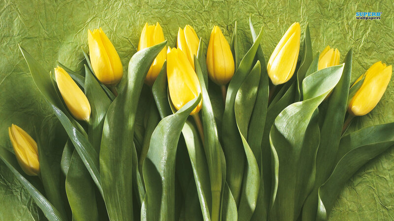 Yellow Tulips on Green
