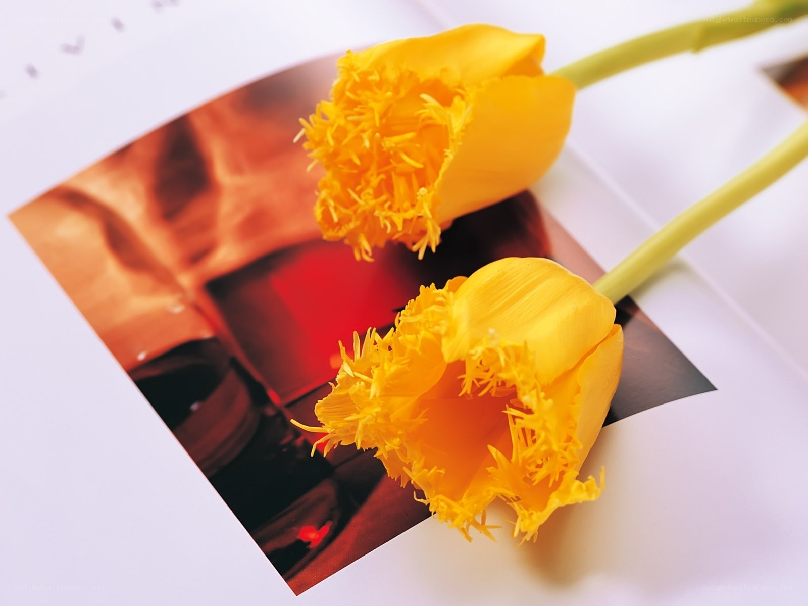 Yellow tulips on photo