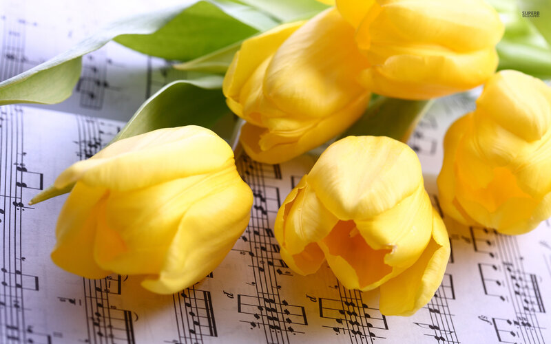 Yellow Tulips on Sheet Music — Calm