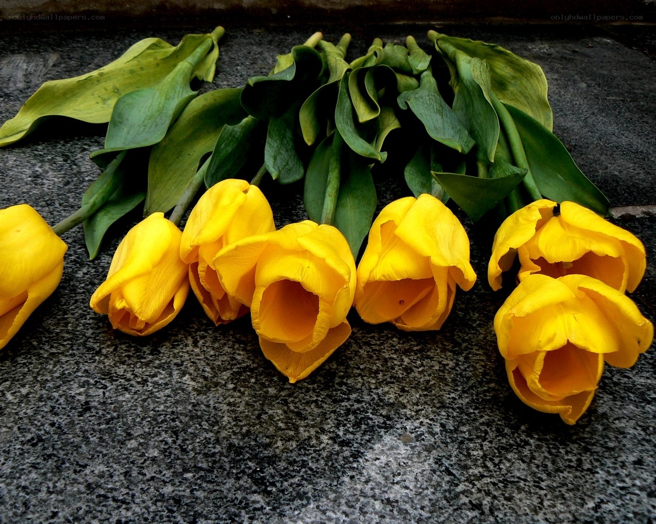 Yellow tulips on stone