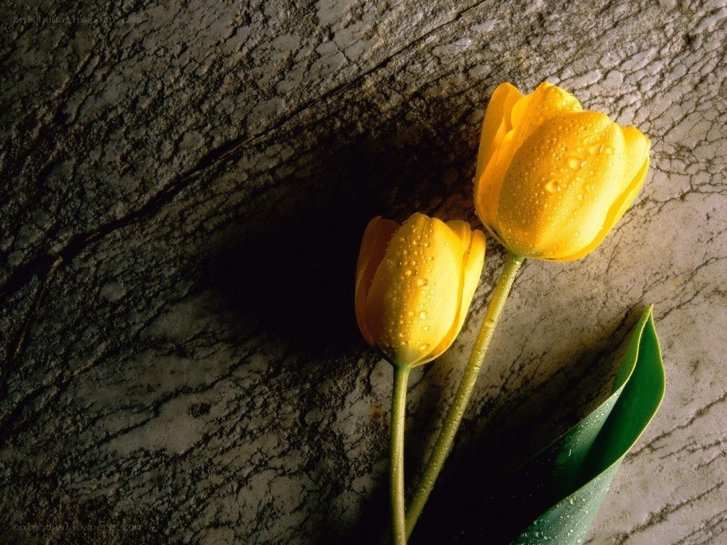 Yellow tulips on stone
