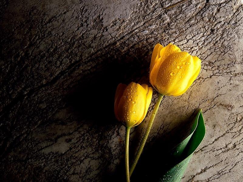 Yellow tulips on stone