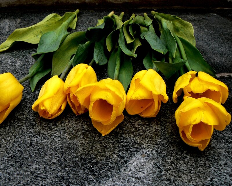 Yellow Tulips on Stone — Calm, Photograph