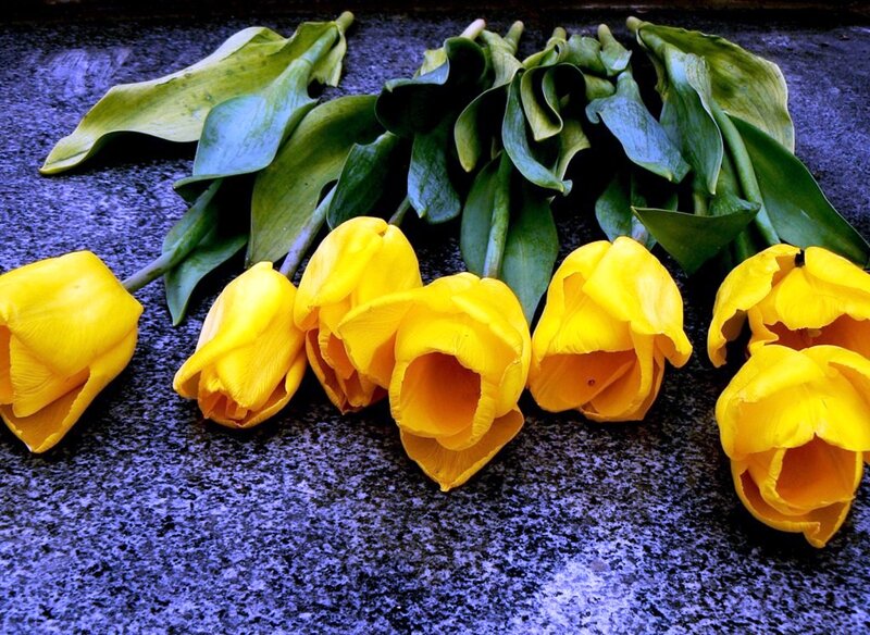 Yellow Tulips on Stone — Calm