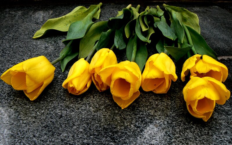 Yellow Tulips on Stone — Somber, Photograph, Leaves