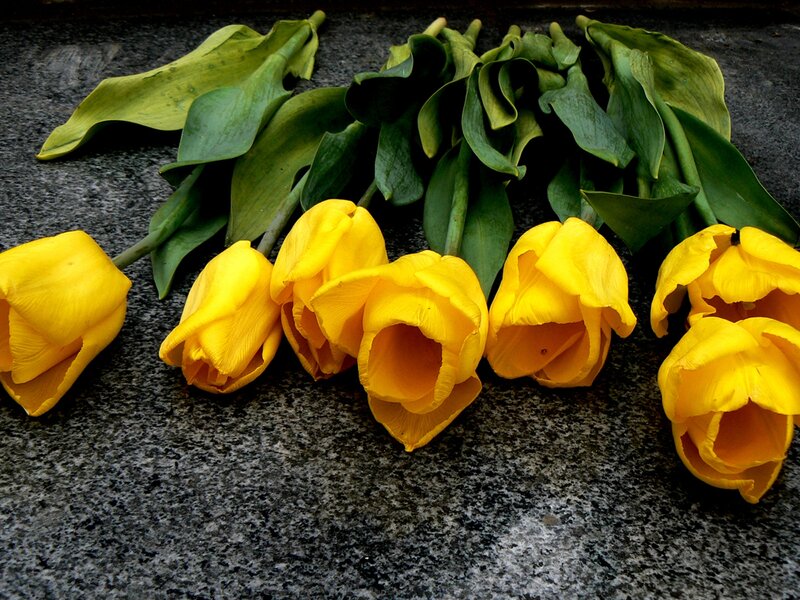 Yellow Tulips on Stone — Somber, Photograph