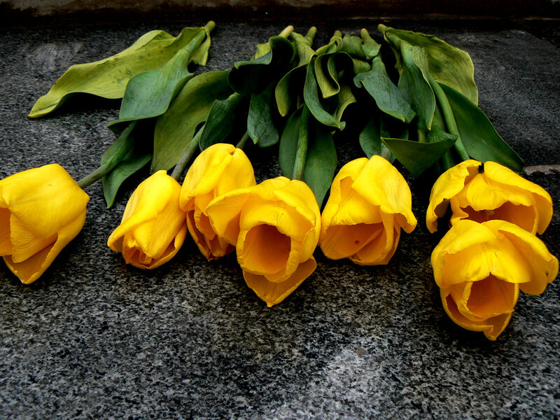 Yellow Tulips on Stone — Somber
