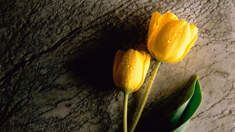 Yellow tulips on stone surface