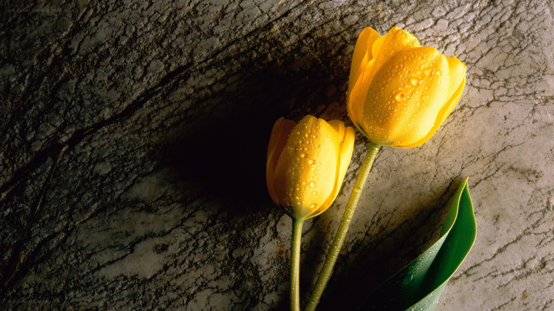 Yellow tulips on stone surface