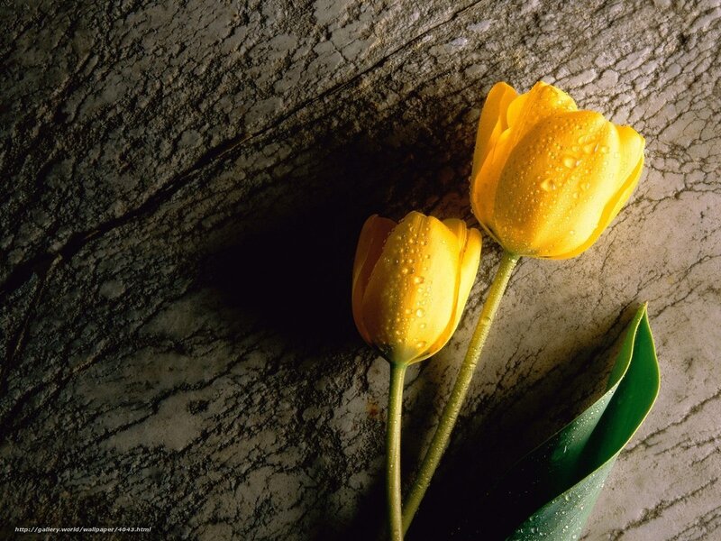 Yellow tulips on stone