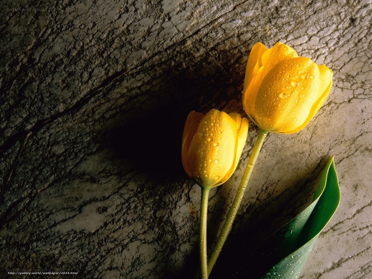 Yellow tulips on stone