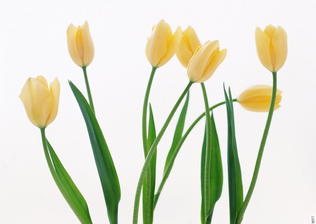 Yellow tulips on white background
