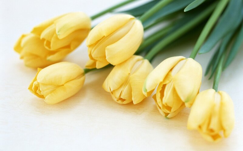 Yellow Tulips on White — Calm, Photograph