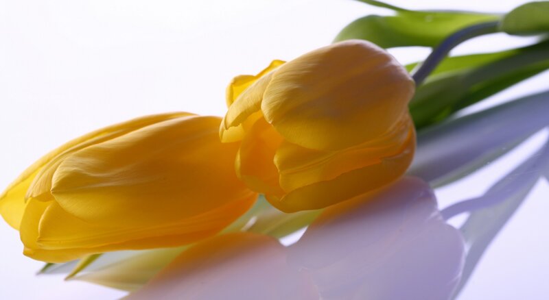 Yellow Tulips on White — Serene