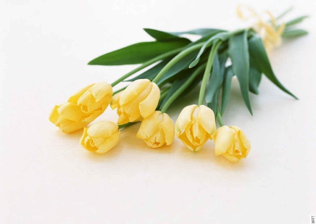 Yellow tulips on white surface