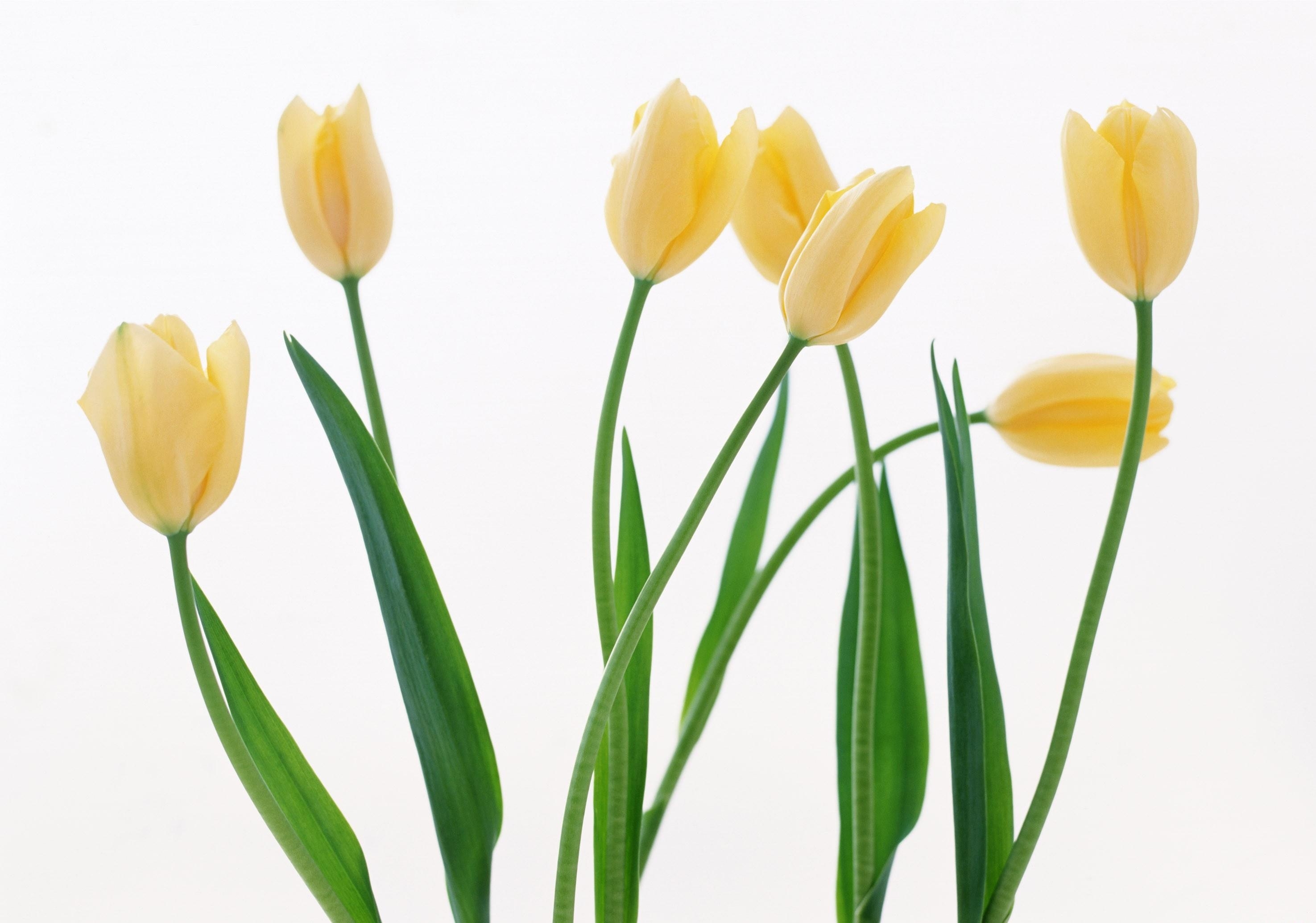 yellow tulips on white