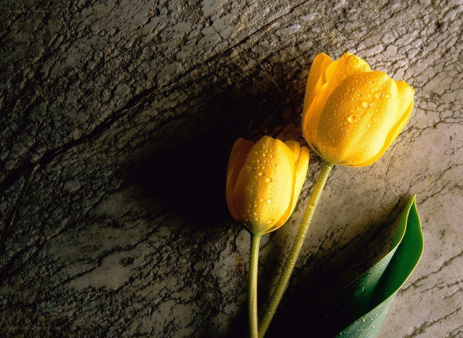 Yellow tulips on wood