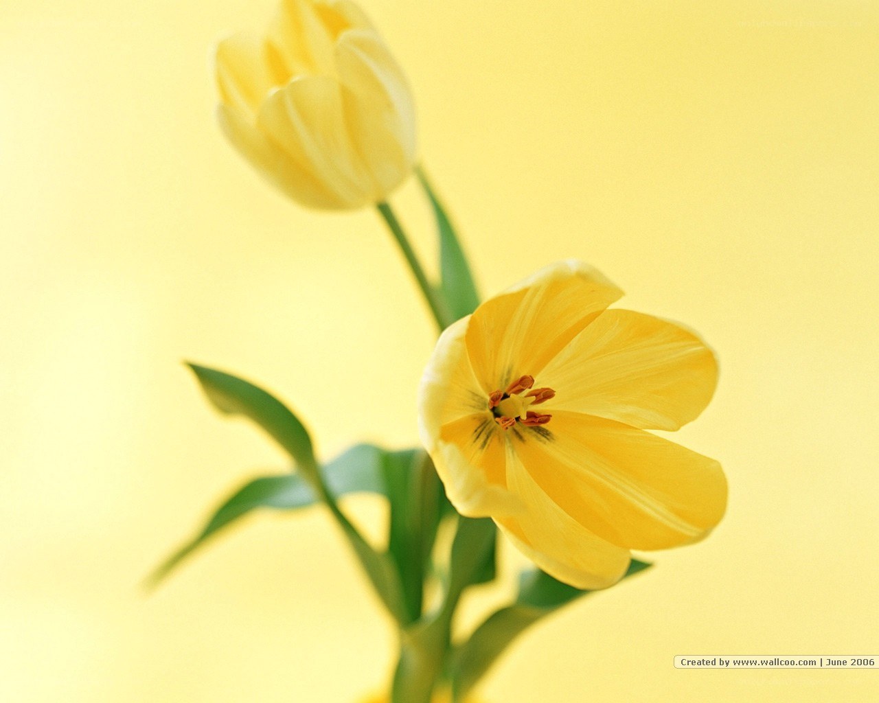 Yellow tulips on yellow background