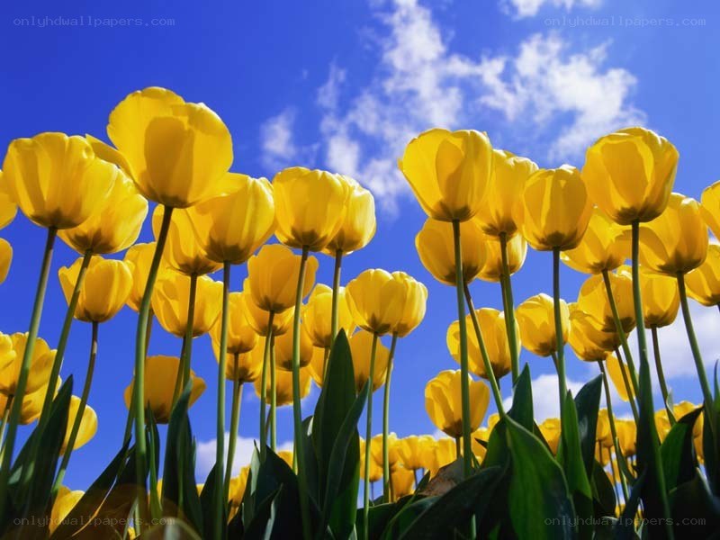 Yellow tulips under blue sky