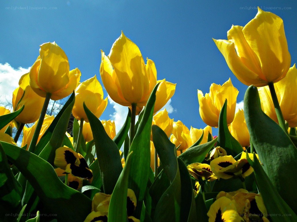 Yellow tulips under blue sky