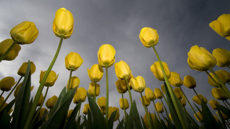 Yellow tulips under cloudy sky