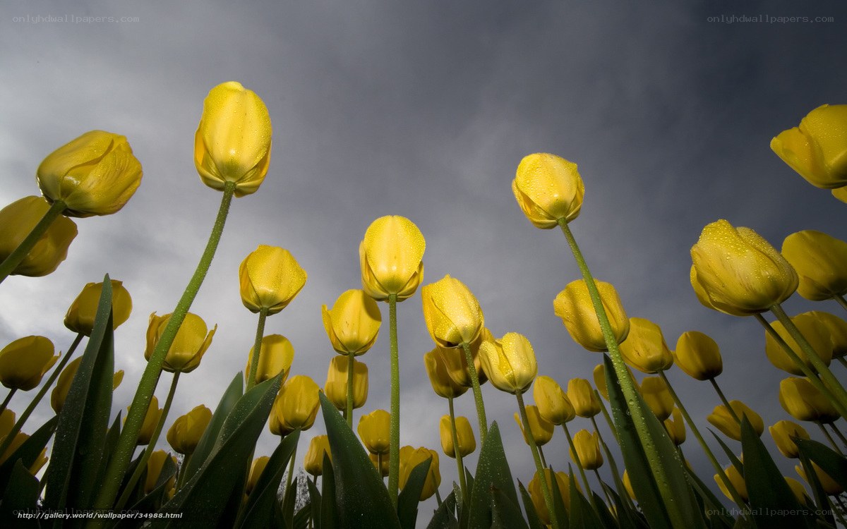 Yellow tulips under stormy sky