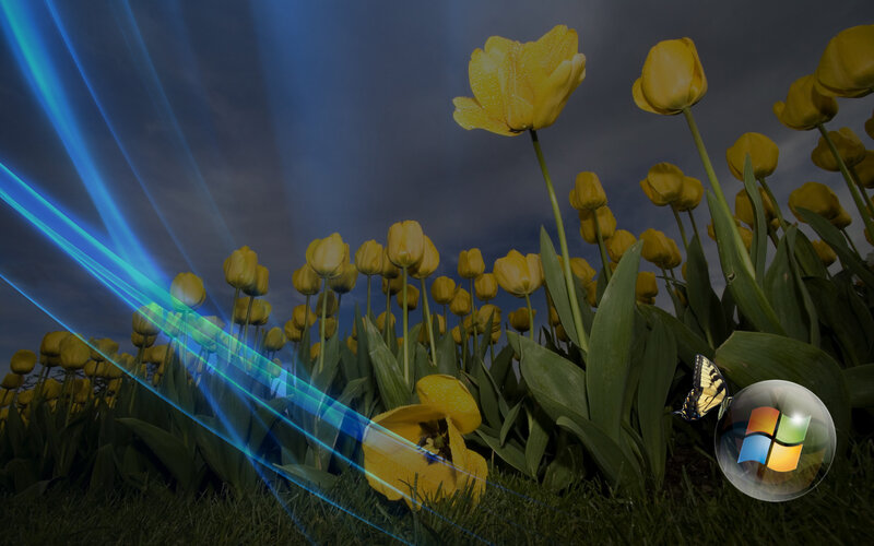 Yellow tulips with blue light beams