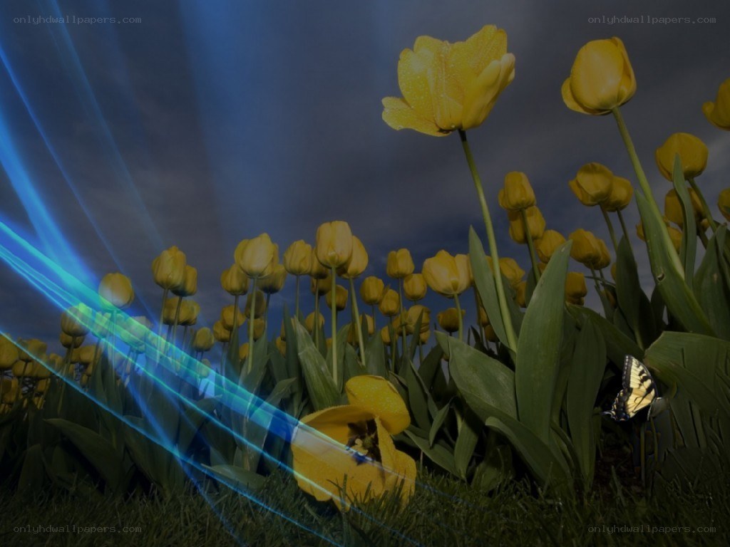 Yellow tulips with blue light streaks