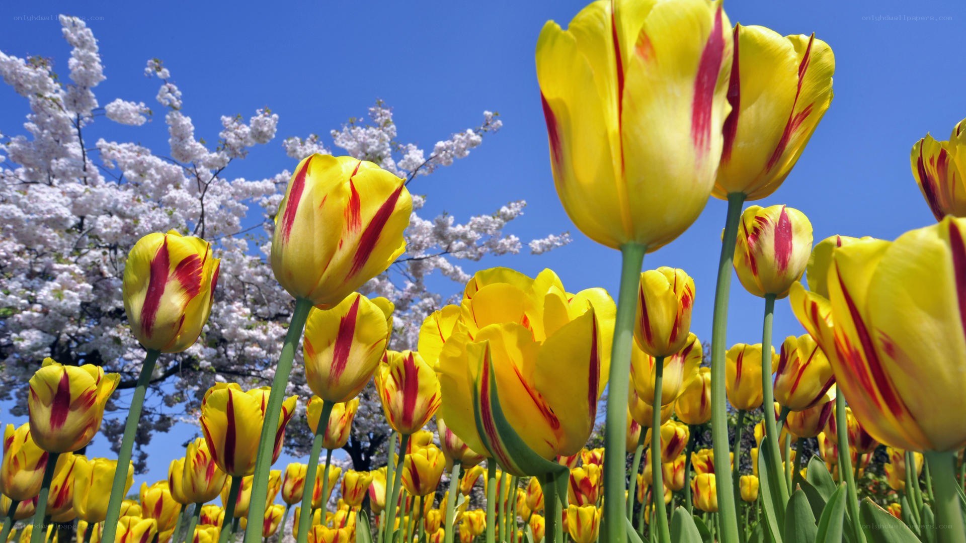 Yellow tulips with cherry blossoms