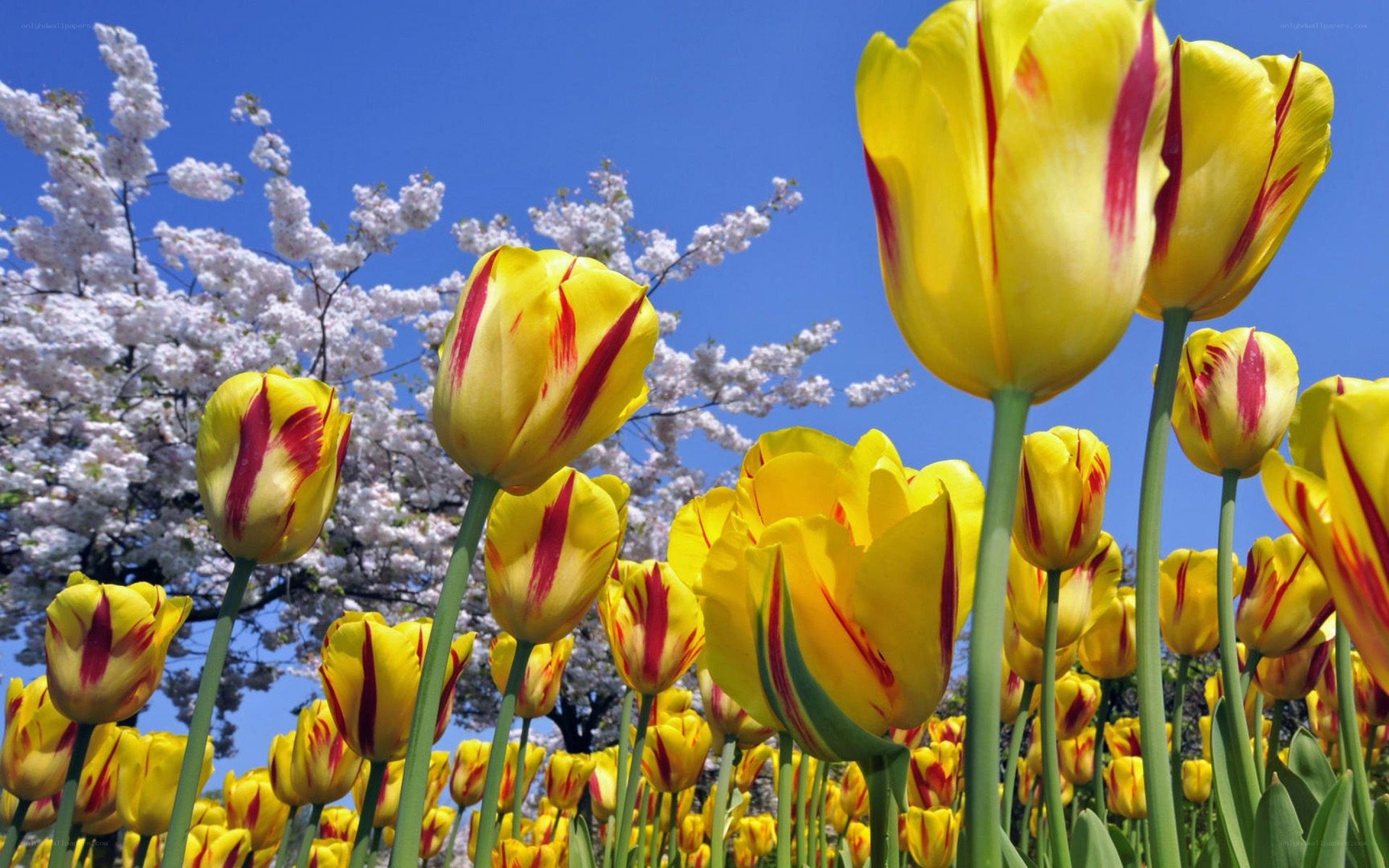 Yellow tulips with cherry blossoms