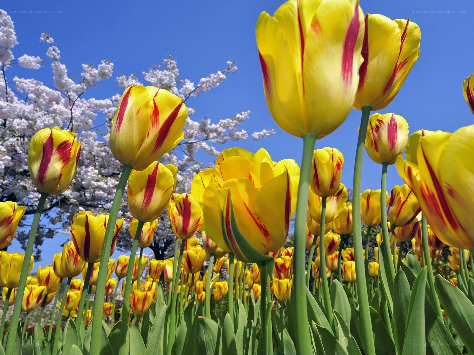 Yellow tulips with cherry blossoms