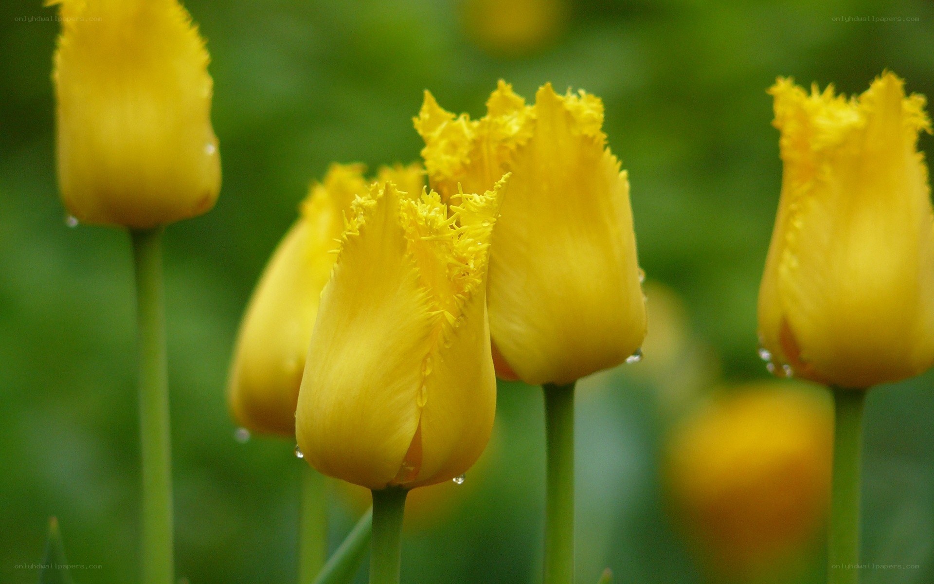 Yellow tulips with dew drops