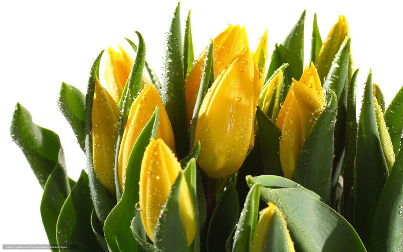 Yellow Tulips with Dew — Fresh, Morning, Photograph, Dew Drops