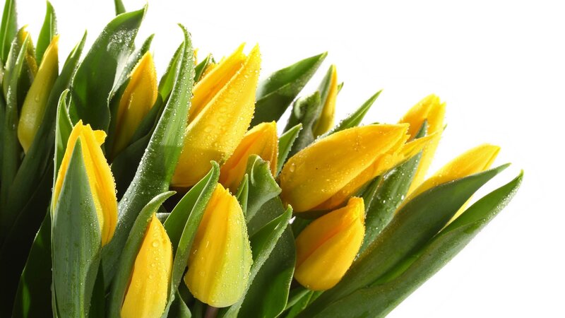 Yellow Tulips with Dew — Fresh, Morning
