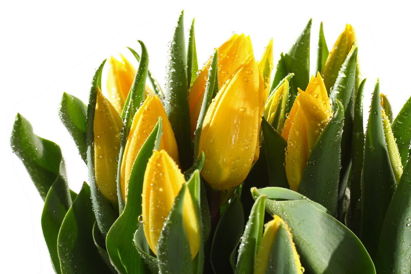 Yellow Tulips with Dew — Fresh