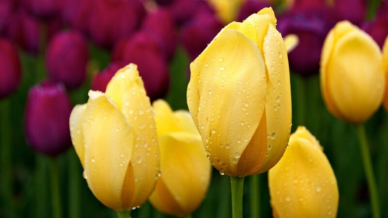 Yellow Tulips with Dew — Serene, Morning, Photograph, Dew Drops