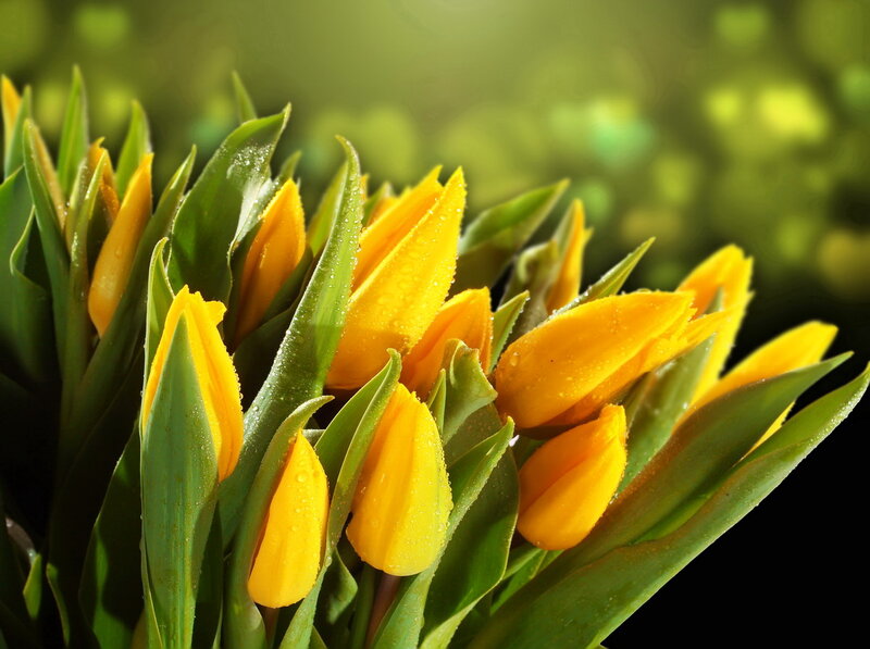 Yellow Tulips with Dew — Serene, Morning